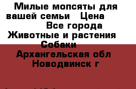 Милые мопсяты для вашей семьи › Цена ­ 20 000 - Все города Животные и растения » Собаки   . Архангельская обл.,Новодвинск г.